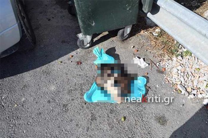 Αδιανόητη φρίκη: Πολτοποίησαν κουταβάκια στο Ηράκλειο Κρήτης [φωτό]