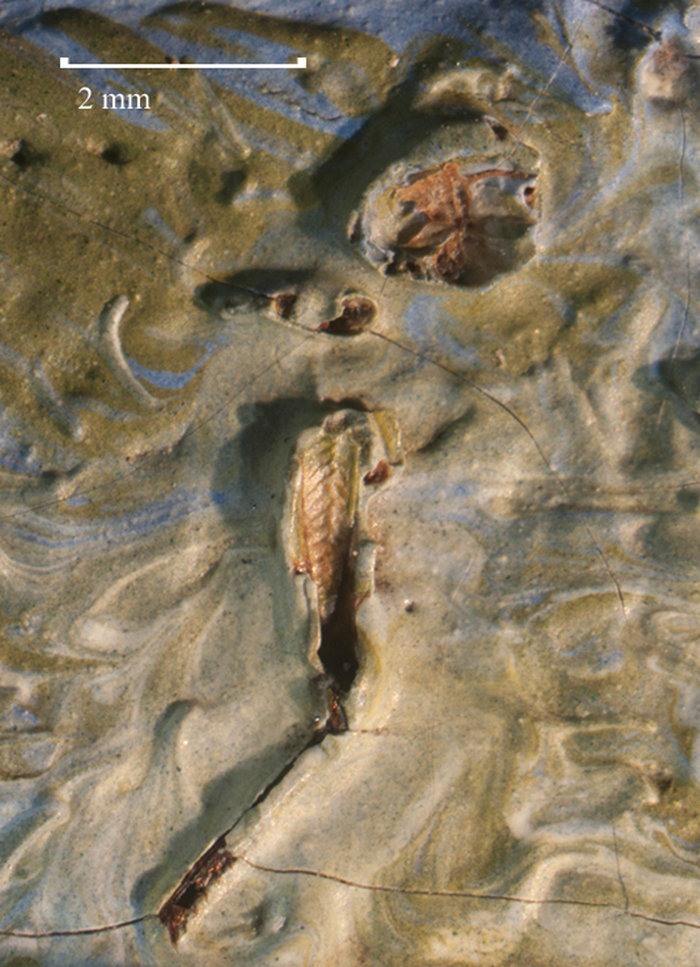 Βρέθηκε ακρίδα κολλημένη πάνω σε έργο του Βαν Γκογκ -Μετά από 128 χρόνια