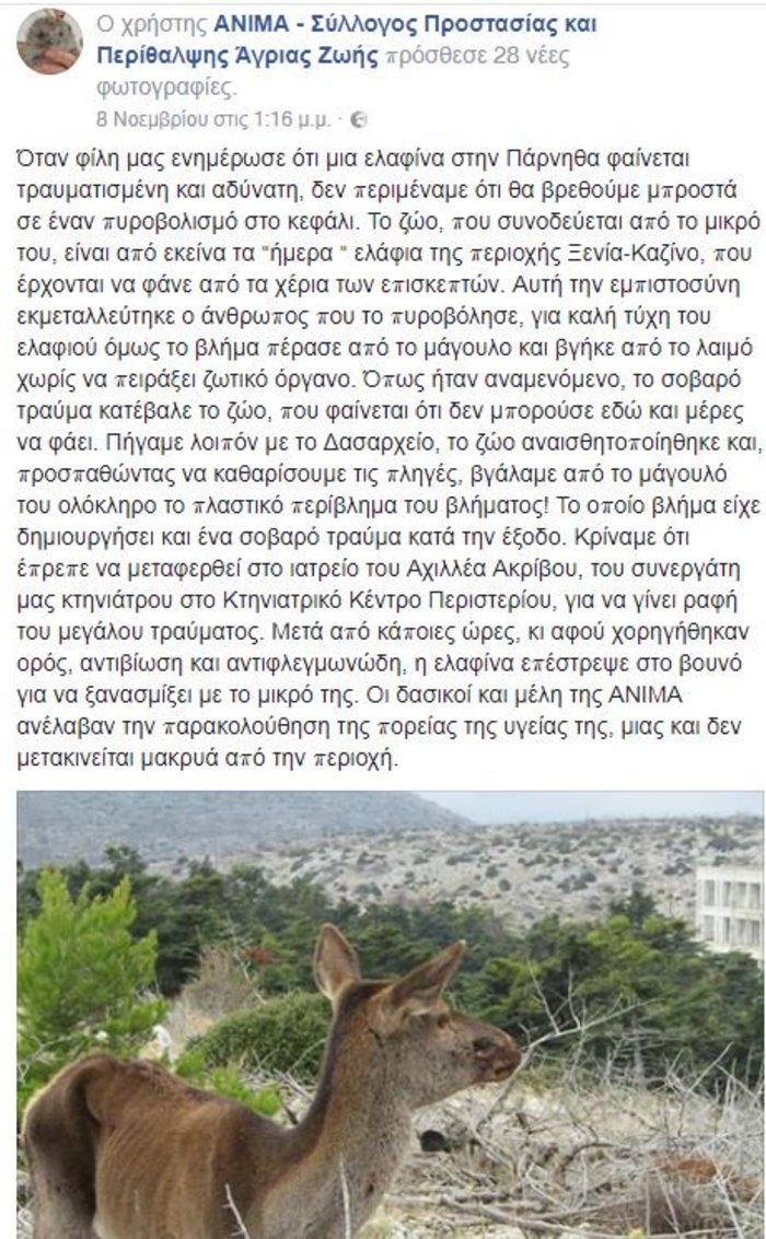 Πυροβόλησαν εξ επαφής ελαφίνα στην Πάρνηθα - εικόνα 3