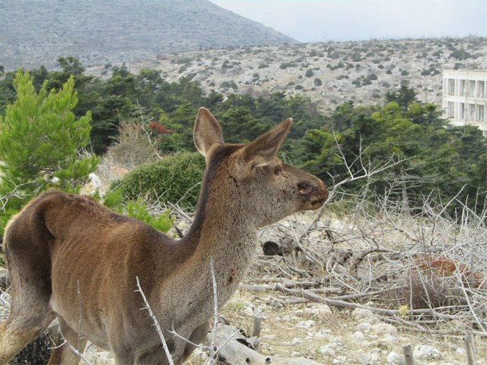 Πυροβόλησαν εξ επαφής ελαφίνα στην Πάρνηθα