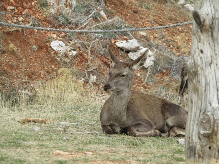 Πυροβόλησαν εξ επαφής ελαφίνα στην Πάρνηθα - εικόνα 2