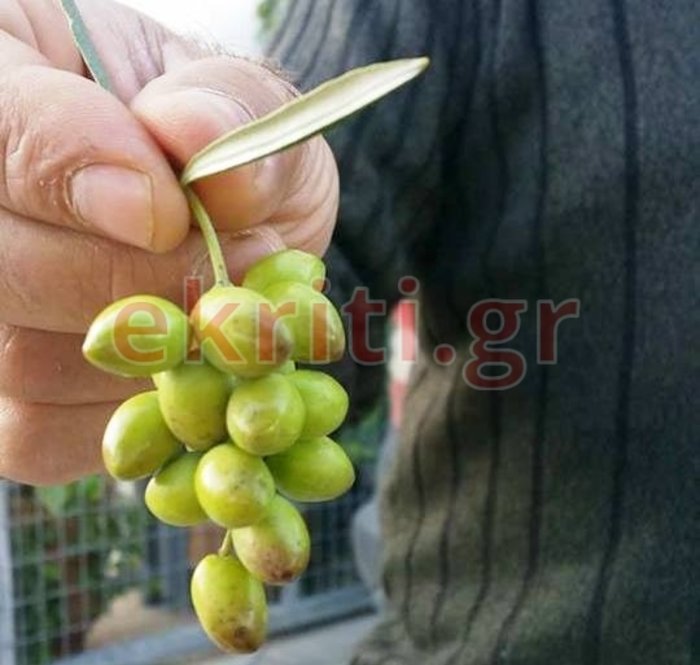 Διασταύρωση ελιάς με αμπέλι: Ελιές σε... τσαμπί σαν σταφύλι