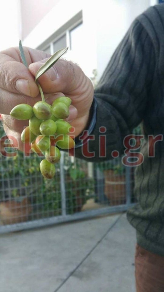 Διασταύρωση ελιάς με αμπέλι: Ελιές σε... τσαμπί σαν σταφύλι - εικόνα 2