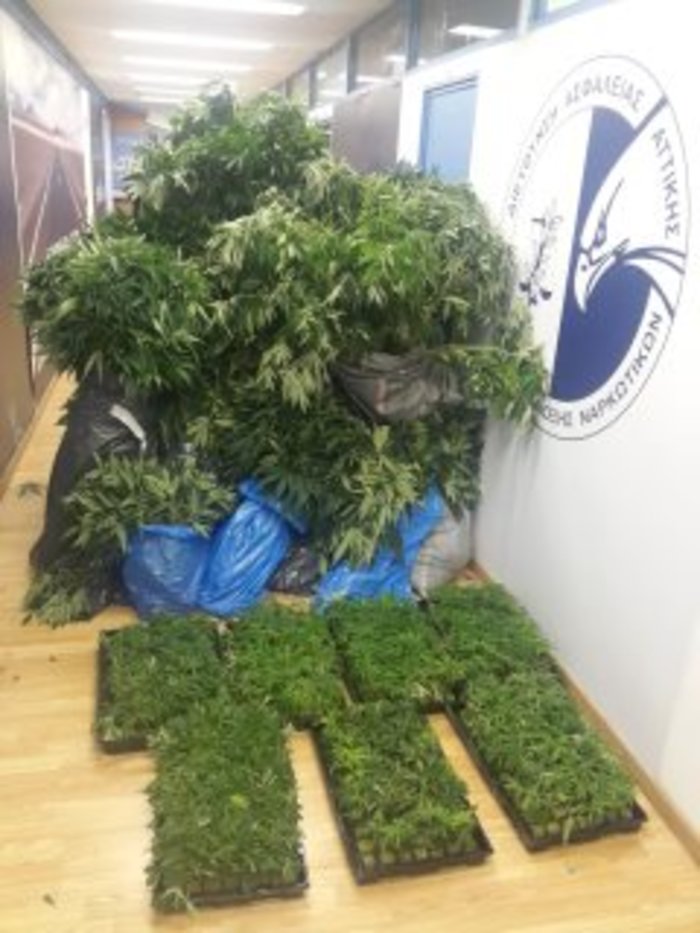 Καλλιεργούσαν κάνναβη σε βίλες... αξίας εκατ. ευρώ (βίντεο) - εικόνα 3