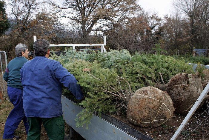 Ελατο από «σπίτι»:  Πόσο θα μάς στοιχίσει - Οι τιμές - εικόνα 2