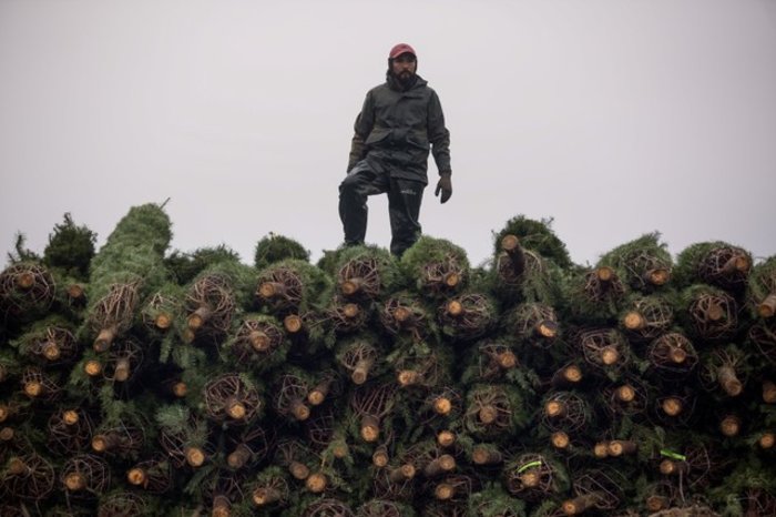 Χριστουγεννιάτικα στιγμιότυπα από τον κόσμο ένα μήνα πριν - Εικόνες - εικόνα 15