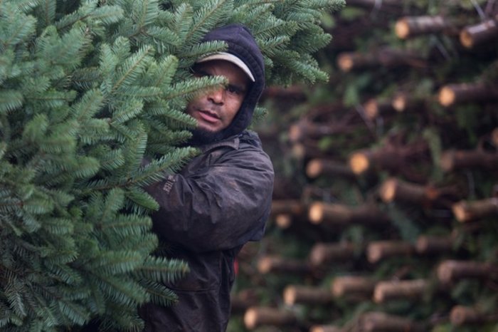 Χριστουγεννιάτικα στιγμιότυπα από τον κόσμο ένα μήνα πριν - Εικόνες - εικόνα 17