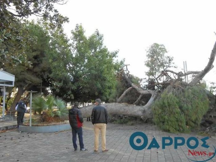 Έπεσε το υπεραιωνόβιο πεύκο στο λιμάνi της Καλαμάτας (ΦΩΤΟ)