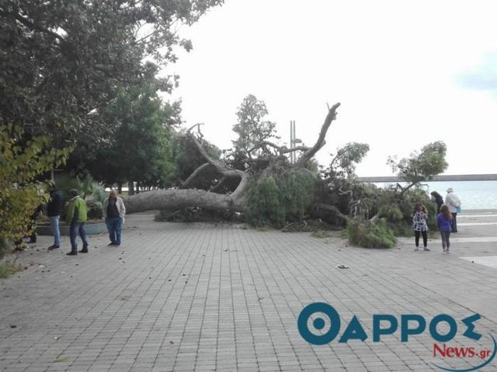 Έπεσε το υπεραιωνόβιο πεύκο στο λιμάνi της Καλαμάτας (ΦΩΤΟ) - εικόνα 2