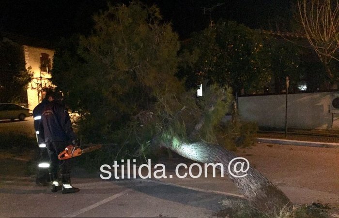 Δέντρο έπεσε στο παρμπρίζ αυτοκινήτου του Λιμεναρχείου - εικόνα 2
