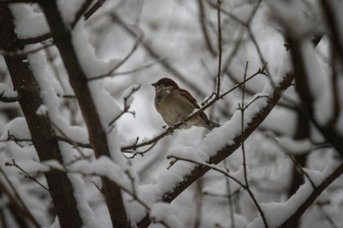 Πολικές θερμοκρασίες σε ΗΠΑ και Καναδά, το κύμα ψύχους συνεχίζεται - εικόνα 4