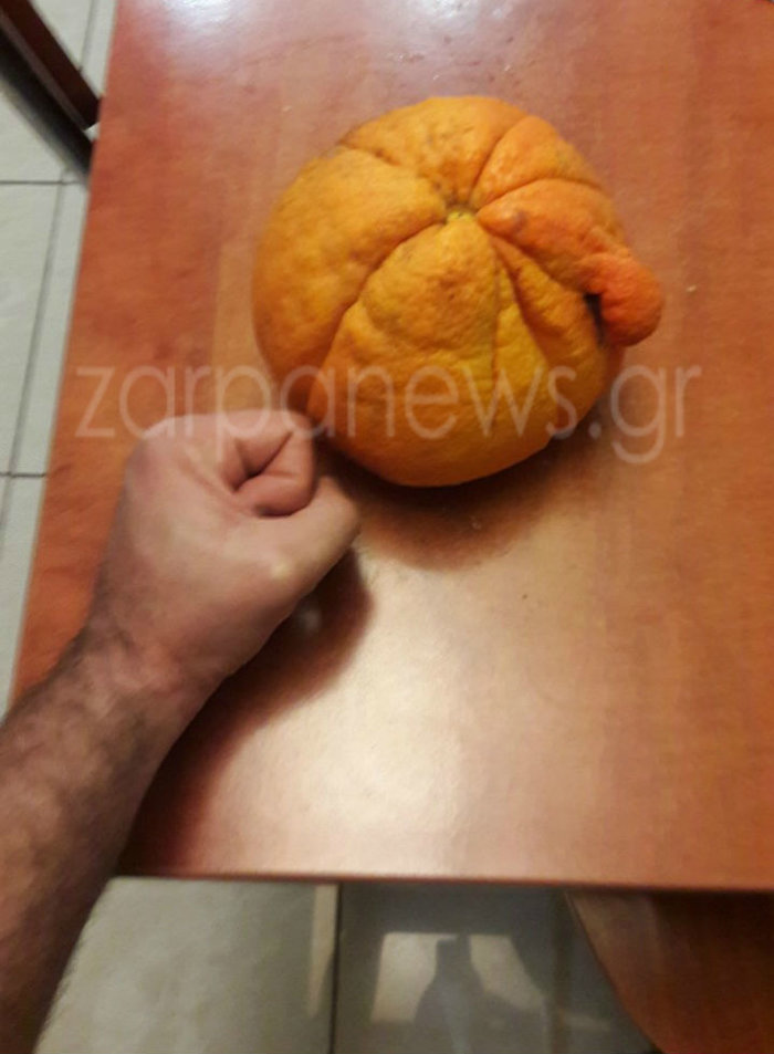 Giga πορτοκάλι σε περιβόλι στα Χανιά, τρέχει για το Guiness