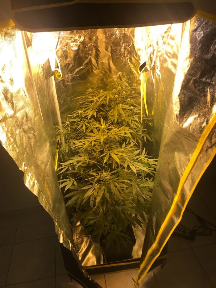 Καλλιεργητές κάναβης με υδροπονία 3 νεαροί στη θεσσαλονίκη Εικόνες