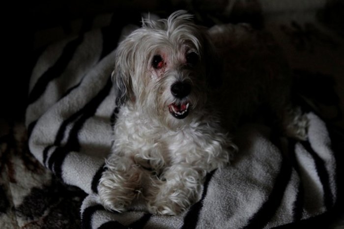 Εμεινε στο πλάι της νεκρής αφεντικίνας της για εβδομάδες - εικόνα 2