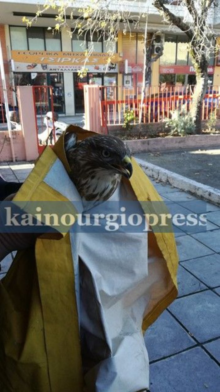 Βρήκαν και διέσωσαν μια τραυματισμένη γερακίνα στο Αγρίνιο