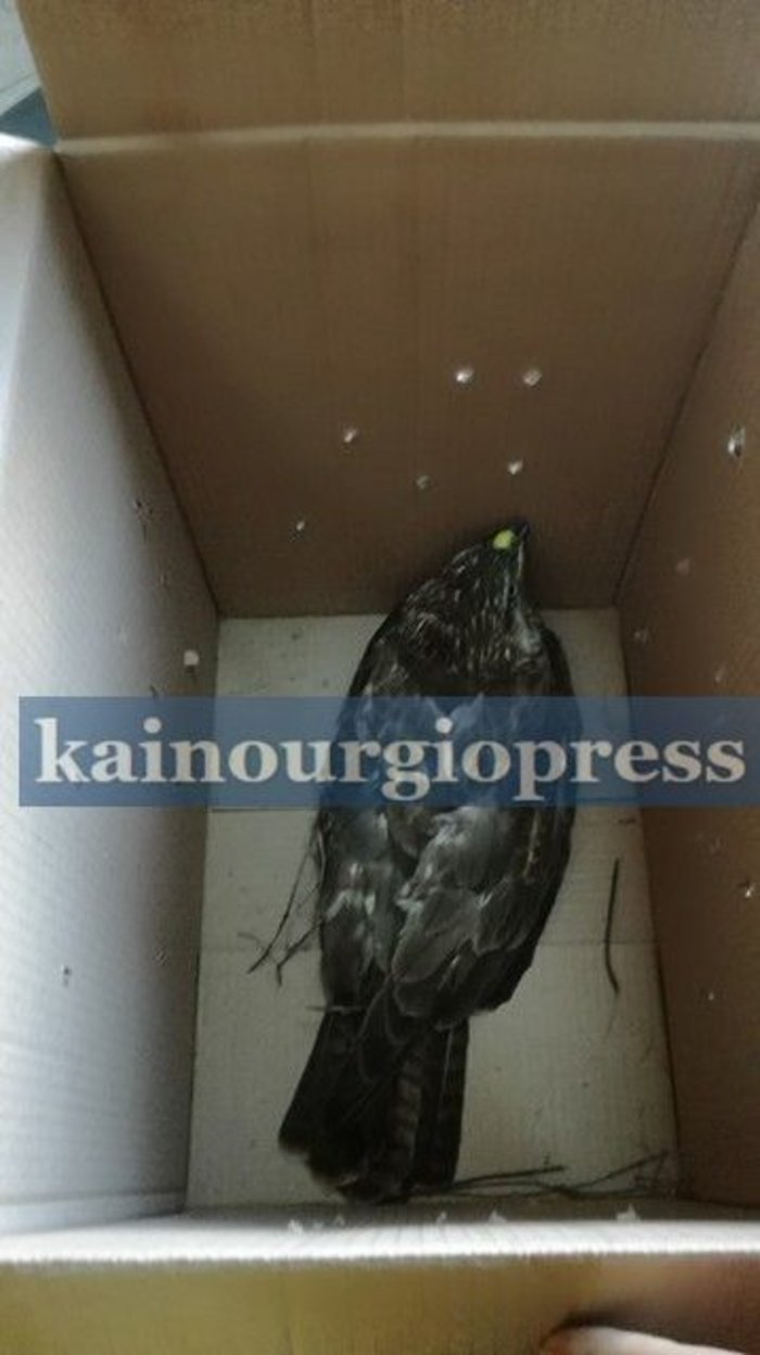 Βρήκαν και διέσωσαν μια τραυματισμένη γερακίνα στο Αγρίνιο - εικόνα 3