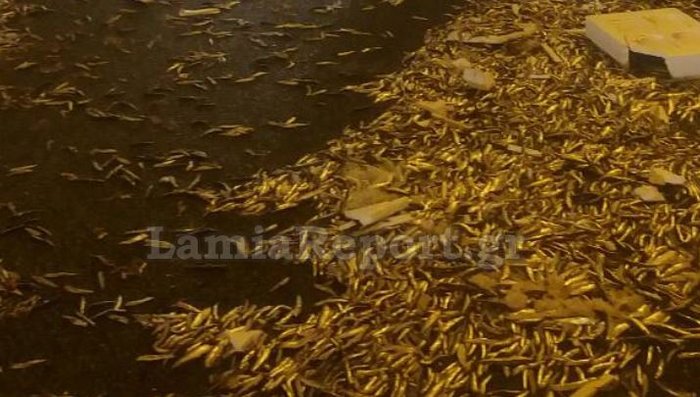 Γέμισε γαύρους η παλαιά εθνική οδός (φωτο) - εικόνα 3