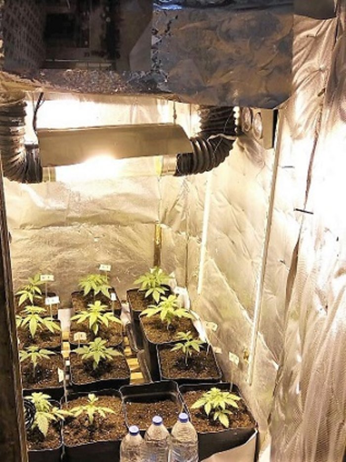 Κατ' οίκον καλλιέργεια υδροπονικής ακατέργαστης κάνναβης στην Κέρκυρα