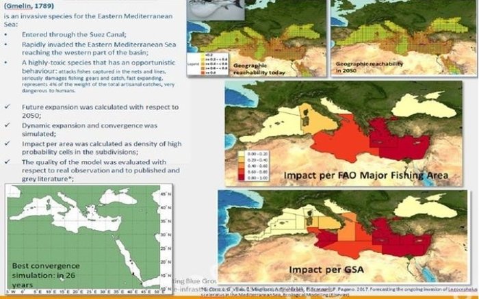 "Καμπανάκι" για την εξάπλωση λαγοκέφαλων στην Κρήτη
