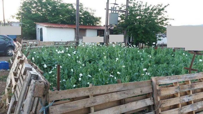 Φυτεία με όπιο «αλα Αφγανιστάν» στο Νεοχωράκι Θήβας