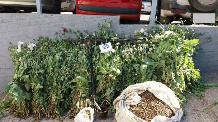 Φυτεία με όπιο «αλα Αφγανιστάν» στο Νεοχωράκι Θήβας - εικόνα 2