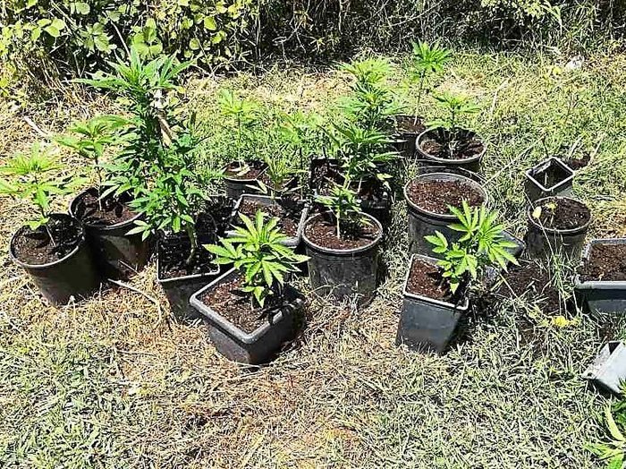 Με πλήρες εργαστήριο skunk στο σπίτι του 42χρονος καλλιεργούσε κάνναβη - εικόνα 3