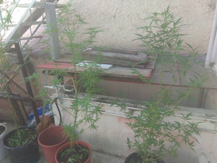 Στα άδυτα ενός εργαστηρίου υδροπονικής κάνναβης [φωτό - βίντεο] - εικόνα 7