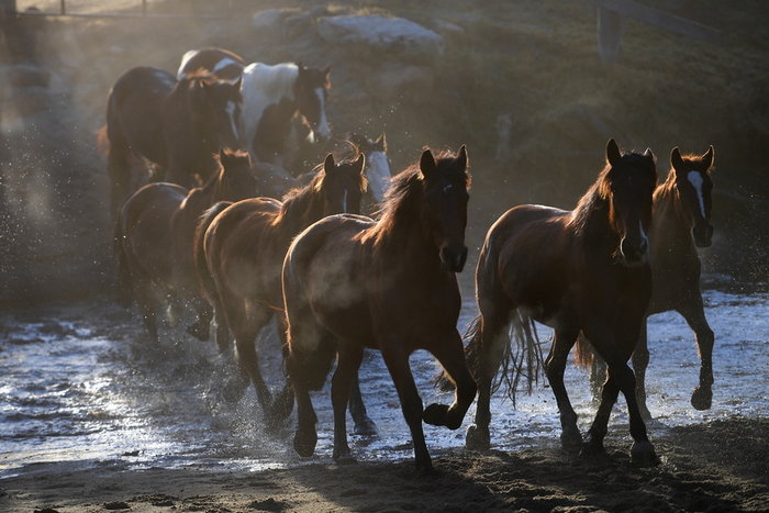 Η εντυπωσιακή μετακίνηση 250 αλόγων στην Αυστραλία - εικόνα 2