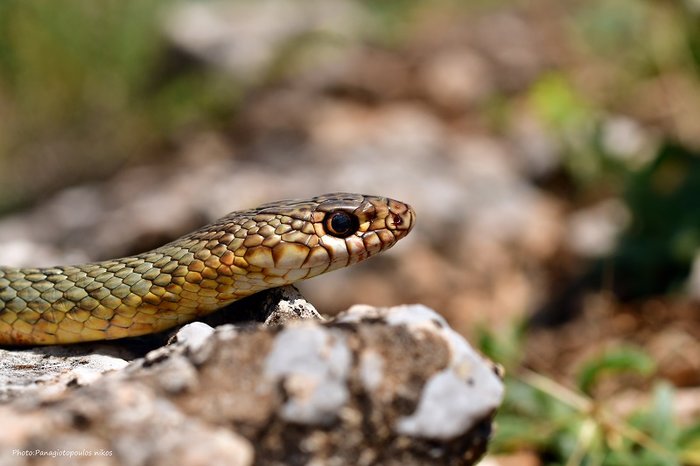 Η άγρια φύση της λίμνης της Καστοριάς - Μοναδικές εικόνες - εικόνα 3