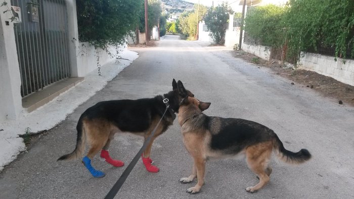 Δείτε το λυκοσκυλάκι που αγάπησε όλη η Ελλάδα στη νέα του οικογένεια - εικόνα 2