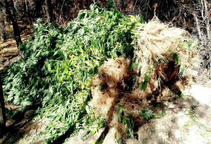 Εντόπισαν φυτεία με 765 δενδρύλλια κάνναβης στη Μαλακάσα (φωτό)