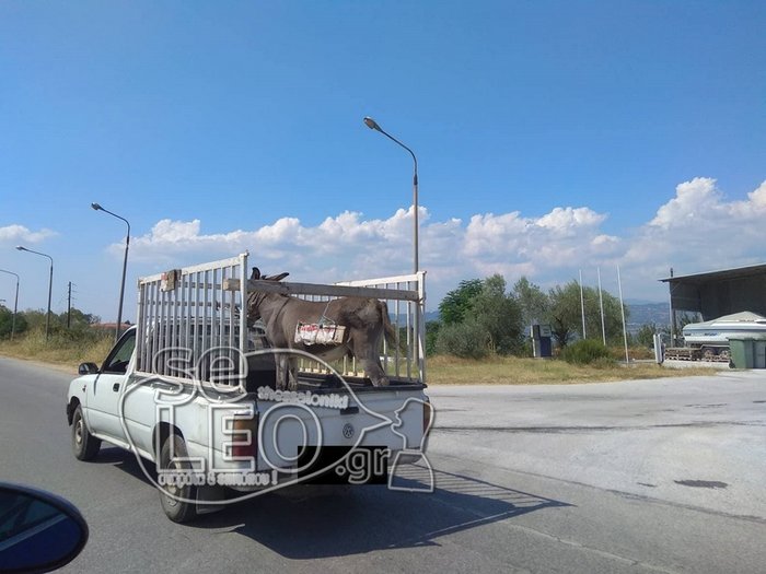 Πουλάει τον γάιδαρό του και τον περιφέρει με το αγροτικό στους δρόμους