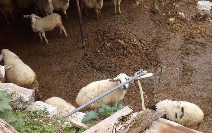 Εξι μήνες φυλακή σε κτηνοτρόφο για κακοποίηση των ζώων του