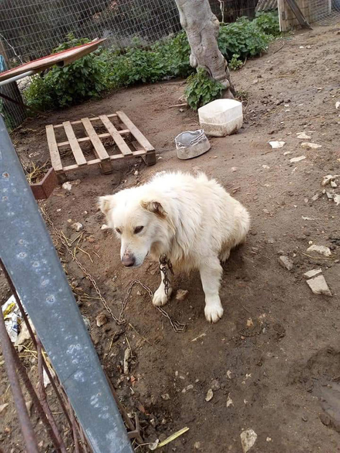 Εξι μήνες φυλακή σε κτηνοτρόφο για κακοποίηση των ζώων του - εικόνα 2