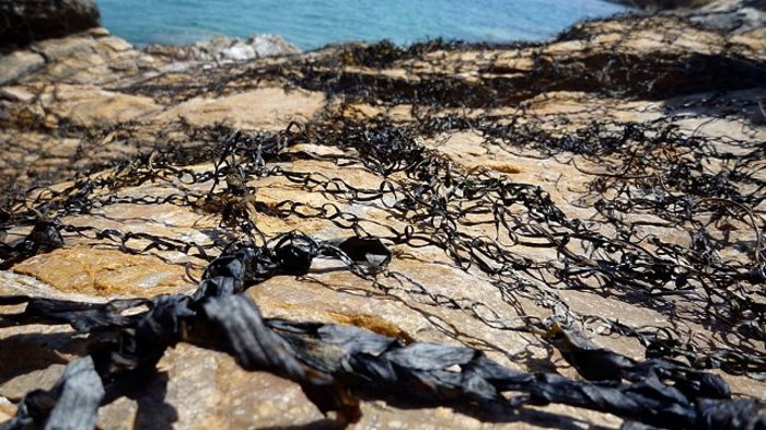 Τα αλμυρά λειβάδια της θάλασσας εμπνέουν δυο εικαστικούς (φωτο)