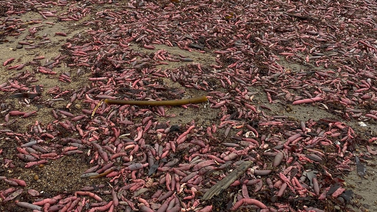 пляжные черви где обитают